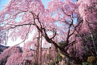 日本栃木縣櫻花祭3月搶搶滾