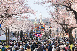 日立市春天的風景詩「日立櫻花祭」