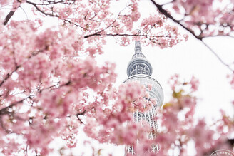 東京晴空塔下賞櫻獨一份 周邊景點、購物、美食一把抓