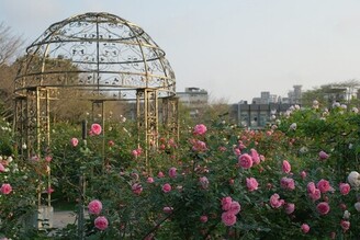 走進臺北玫瑰園的花花世界