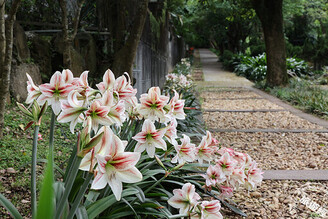 竹子湖海芋季正逢時「花」心思多一站 「花卉中心」球根花卉展將登場