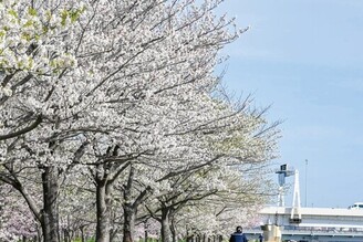 東京賞櫻正是時候！日本攝影師小林賢伍的絕美私藏櫻景