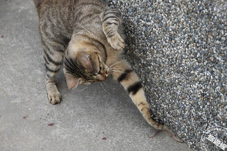 台灣不輸日本貓島的猴硐貓村 迎新裝！