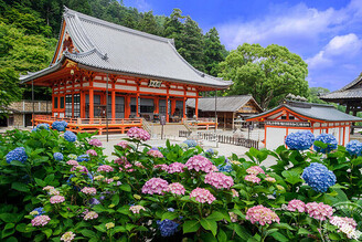 大阪繡球花季開跑 捷絲旅心齋橋館推專案優惠每晚千元起邀您賞花