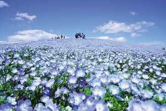 茨城國營常陸海濱公園「粉蝶花」絕景！