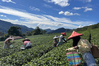 阿里山四季茶旅 ──白天賞桐喝茶、夜賞「螢」河