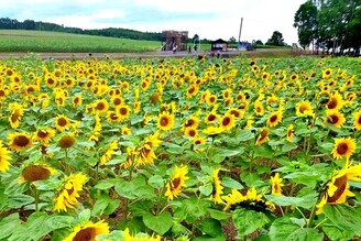 日本最大的向日葵田 北海道「北龍町向日葵田」