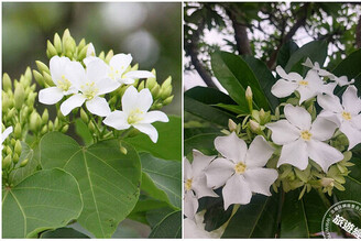 我不是桐花，其實我是海檬果 南港公園海檬果正盛開