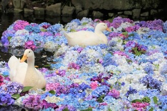 茨城的花之寺 雨引觀音、保和苑