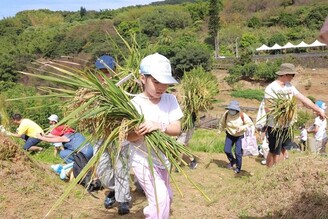 鵝尾山水田割稻體驗 感受什麼叫粒粒皆辛苦