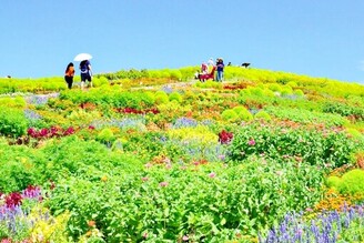 國營常陸海濱公園綠色掃帚草登場囉