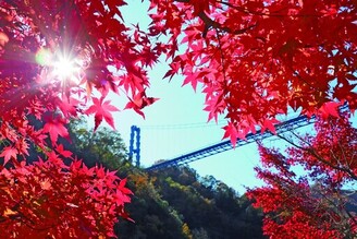 龍神峽紅葉祭 峽谷、 紅葉與橋樑交織的絕景