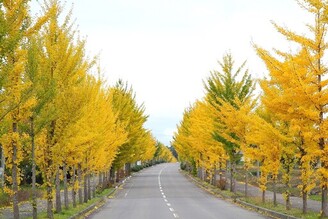 北海道深川市”秋詩篇篇”