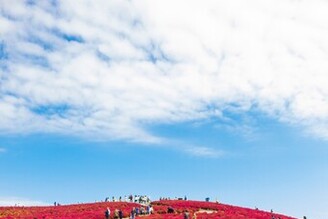 國營常陸海濱公園看紅咚咚的波波草