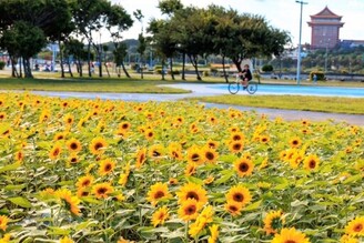 大佳河濱公園向日葵花海盛開