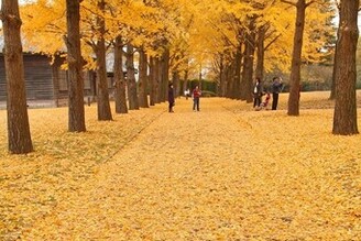 茨城縣立歷史館銀杏並木迎來最佳觀賞期