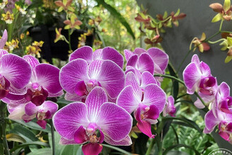 年節花卉─蝴蝶蘭 臺北典藏植物園目前花開正美，照顧方法報你知──