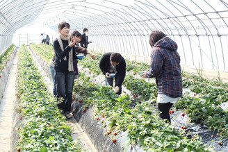 「草莓王國」栃木縣 採草莓樂趣多