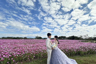 台中后里環保公園 1.2公頃的大波斯菊花海花開正美