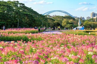 農曆春假河濱公園花海賞花走春!!