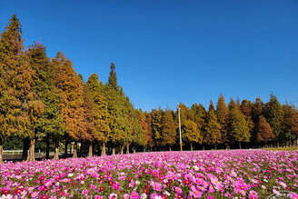 六甲落羽松漸紅美景如仙境 相關遊程報你知！