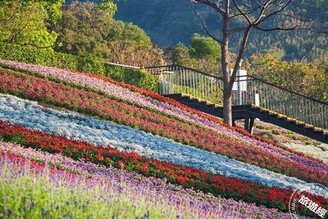 臺版富良野──三層崎花海「彩色浪花」美景再現，賞花規劃一次說！