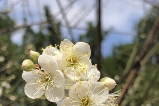 榮星花園公園梅花飄香