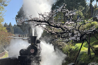 阿里山花季3月登場，櫻花已搶先綻美 阿里山賓館邀您「前」來賞花，並來場原味之旅