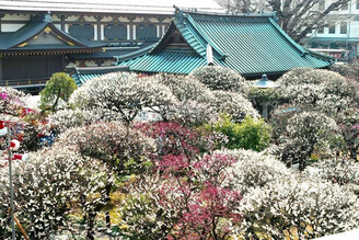 東京都 文京梅花祭