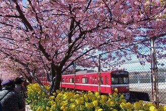 三浦海岸櫻花祭