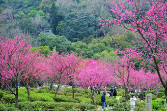 陽明公園「花現」最美時刻 山櫻、八重櫻、國梅花開「爭美」、「真美」！