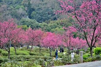 陽明山櫻花綻放