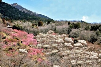 筑波山梅花祭