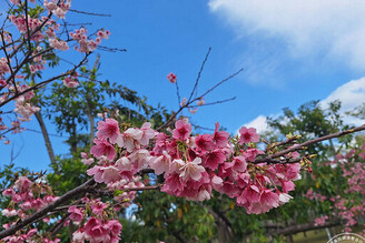 台北賞櫻景點懶人包 還有梅花、海芋、三層崎花海，都可以來一場輕鬆賞花遊