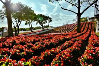 三層崎花海 彩色浪花海