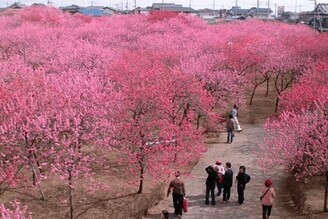 茨城縣第49屆 古河桃花祭