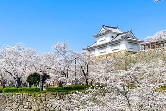 津山櫻花祭 古城與櫻花完美協調