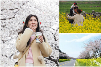 【濟州】櫻花、油菜花「花開正好」 一次收納「苦盡柑來」油菜花海+櫻花盛開美景
