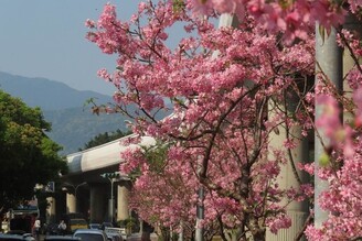 最後一波的櫻花盛宴 富士櫻沿線綻放