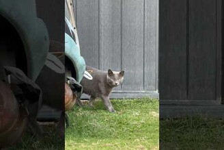 在小琉球捕獲野生英國短毛貓