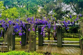 紫色的浪漫 錫葉藤開花了
