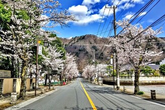 栃木縣日光市賞櫻期間至5月上旬