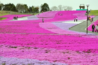 栃木縣市貝町芝櫻公園「芝櫻祭」