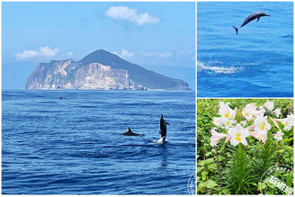 龜山島最佳旅遊時刻 海象佳、鯨豚活躍、百合花開，甚至還可以賞螢！