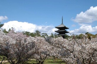 仁和寺的「御室櫻」京都最晚開的櫻