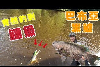 【釣魚日記】解鎖巴布亞黑鱸卻釣到鱷魚是種什麼樣的體驗Black Bass Fishing...Taiwan girl fishing釣采蓁 Patti 路亞 鱷魚 巴布亞黑鱸