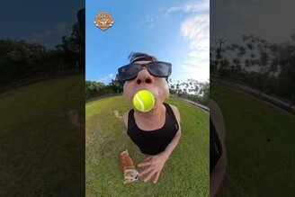 每次看狗狗玩球都超療癒的