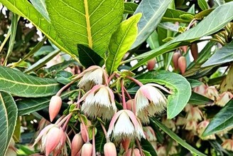 新生公園的水石榕盛開了