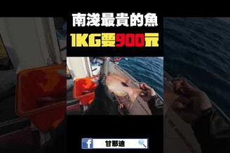 挑戰2日漁工生活！竟釣到澎湖南淺最貴的魚，一公斤要900元！ fishing 熱門 shimano 釣
