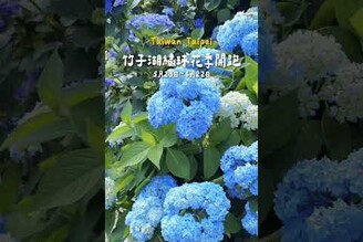 2025竹子湖繡球花季開跑